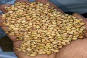 Coriander Seeds from India